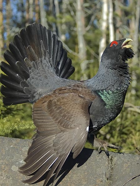 Metso, Western Capercaillie, Tetrao urogallus 